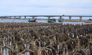 Tháo dỡ bãi nuôi hàu trái phép trên sông Rác