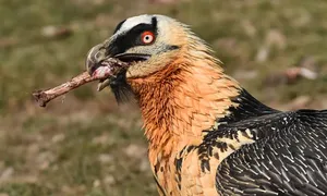 Loài chim ăn xương và tắm trong sắt